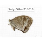 Callerebia polyphemus. China, Sichuan, Liangshan, Dechang county. 1M. Saty-Othe-213010.