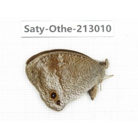 Callerebia polyphemus. China, Sichuan, Liangshan, Dechang county. 1M. Saty-Othe-213010.