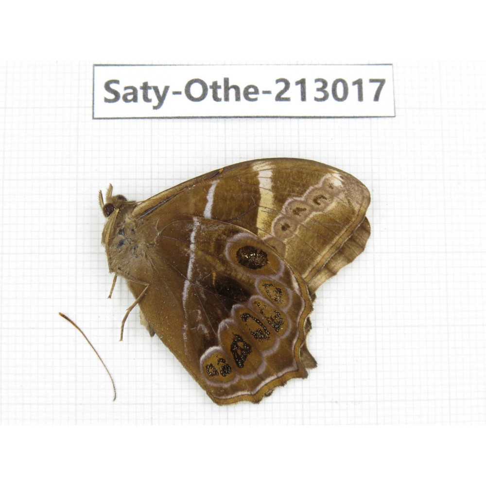 Lethe europa. China, Sichuan, Liangshan, Dechang county. 1M. Saty-Othe-213017.