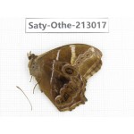 Lethe europa. China, Sichuan, Liangshan, Dechang county. 1M. Saty-Othe-213017.