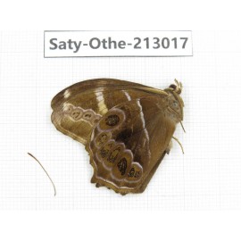 Lethe europa. China, Sichuan, Liangshan, Dechang county. 1M. Saty-Othe-213017.