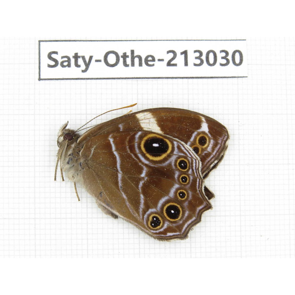 Lethe confusa. China, Sichuan, Liangshan, Dechang county. 1M. Saty-Othe-213030.