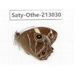 Lethe confusa. China, Sichuan, Liangshan, Dechang county. 1M. Saty-Othe-213030.