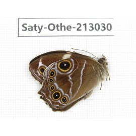 Lethe confusa. China, Sichuan, Liangshan, Dechang county. 1M. Saty-Othe-213030.