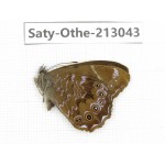Lethe violaceopicta. China, Sichuan, Liangshan, Dechang county. 1M. Saty-Othe-213043.