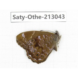 Lethe violaceopicta. China, Sichuan, Liangshan, Dechang county. 1M. Saty-Othe-213043.