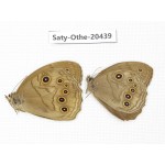 Ninguta schrenkii. China, Sichuan, Yajiang county. 2M. Saty-Othe-20439.