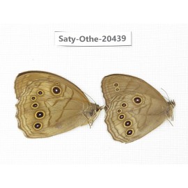 Ninguta schrenkii. China, Sichuan, Yajiang county. 2M. Saty-Othe-20439.