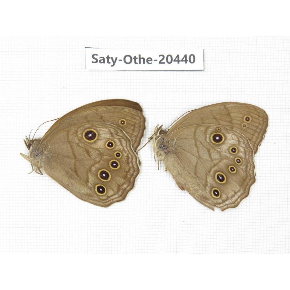 Ninguta schrenkii. China, Sichuan, Yajiang county. 2M. Saty-Othe-20440.