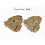 Ninguta schrenkii. China, Sichuan, Yajiang county. 2M. Saty-Othe-20440.