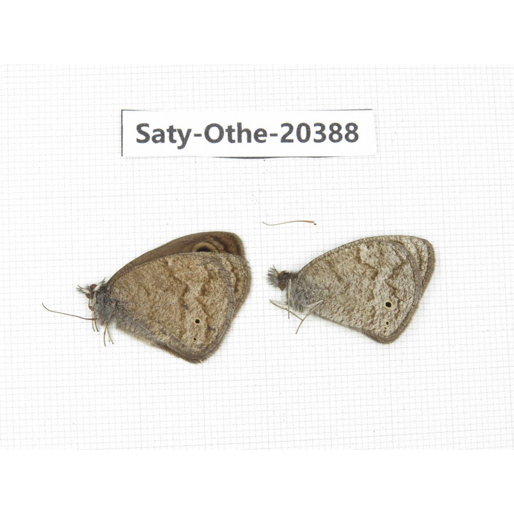 Ypthima baldus ssp. China, Tibet, Qamdo area, Mangkang county. 2M. Saty-Othe-20388.