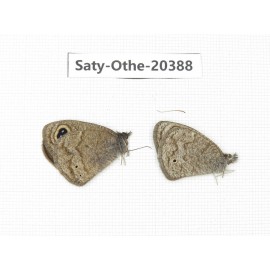 Ypthima baldus ssp. China, Tibet, Qamdo area, Mangkang county. 2M. Saty-Othe-20388.