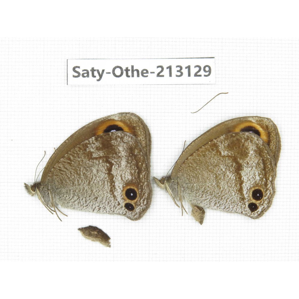Callerebia sp. China, Tibet, Qamdo, Mt. Dongdashan. 2M. Saty-Othe-213129.