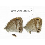 Callerebia sp. China, Tibet, Qamdo, Mt. Dongdashan. 2M. Saty-Othe-213129.