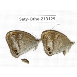 Callerebia sp. China, Tibet, Qamdo, Mt. Dongdashan. 2M. Saty-Othe-213129.