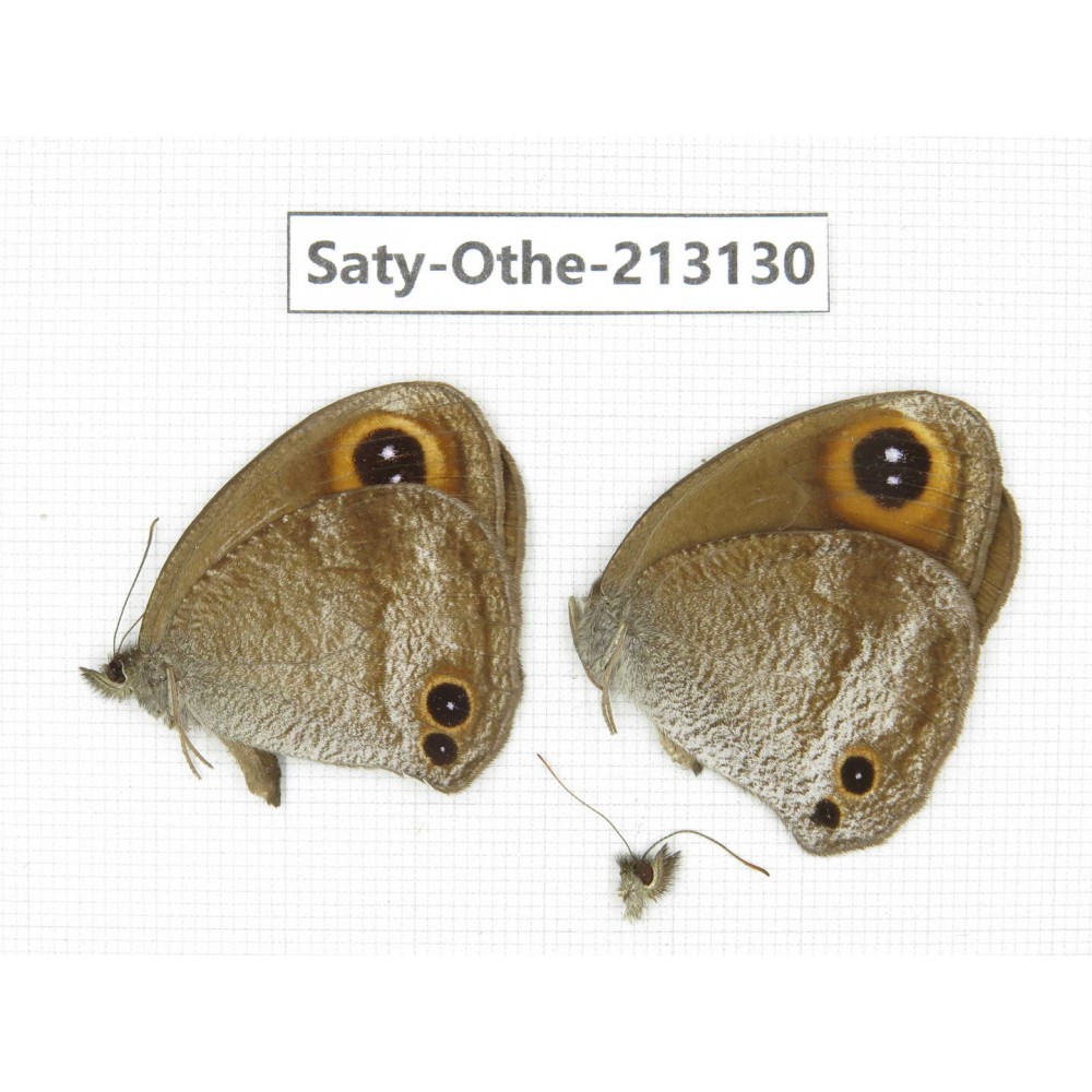 Callerebia sp. China, Tibet, Qamdo, Mt. Dongdashan. 2M. Saty-Othe-213130.