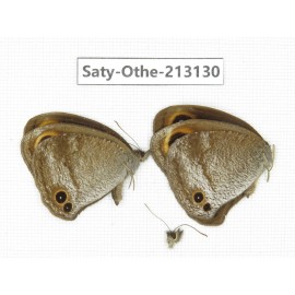 Callerebia sp. China, Tibet, Qamdo, Mt. Dongdashan. 2M. Saty-Othe-213130.