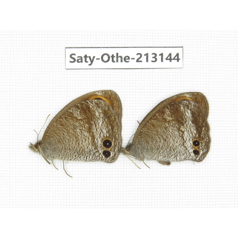 Callerebia sp. China, Tibet, Qamdo, Mt. Dongdashan. 2M. Saty-Othe-213144.