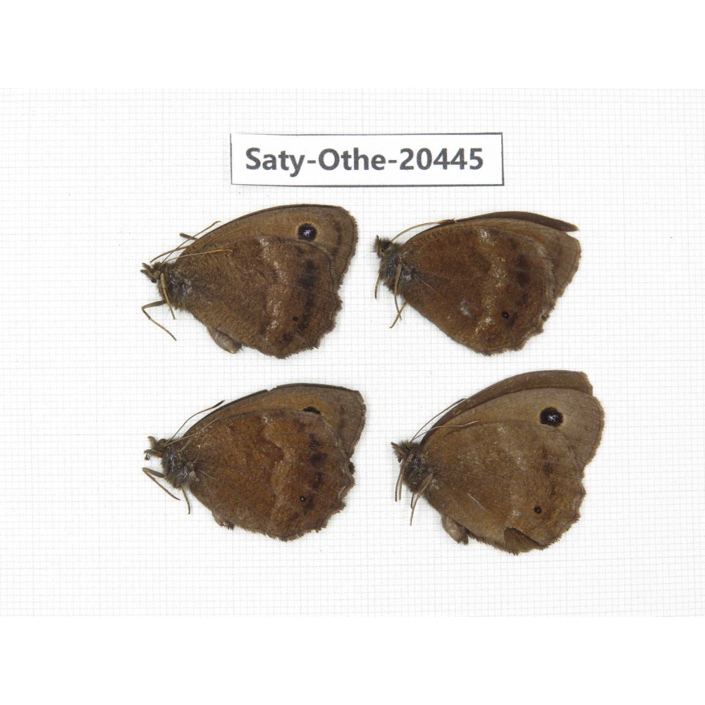 Minois dryas ssp. China, Xinjiang, Buerjin, Hemu. 4M. Saty-Othe-20445.