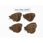 Minois dryas ssp. China, Xinjiang, Buerjin, Hemu. 4M. Saty-Othe-20445.