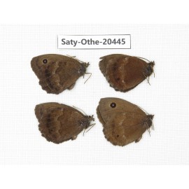 Minois dryas ssp. China, Xinjiang, Buerjin, Hemu. 4M. Saty-Othe-20445.