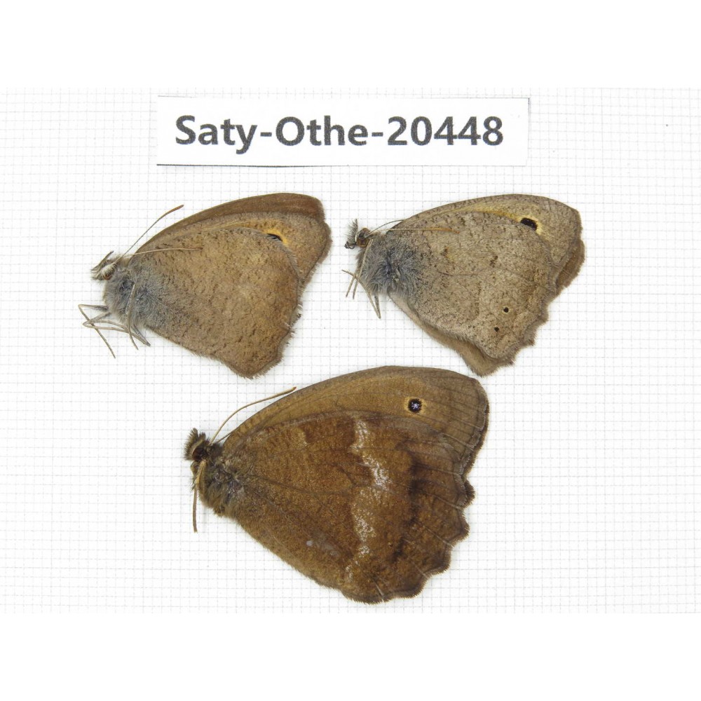 Minois dryas ssp & Hyponephele lycaon. China, Xinjiang, Buerjin, Hemu. 3M. Saty-Othe-20448.