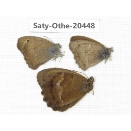 Minois dryas ssp & Hyponephele lycaon. China, Xinjiang, Buerjin, Hemu. 3M. Saty-Othe-20448.