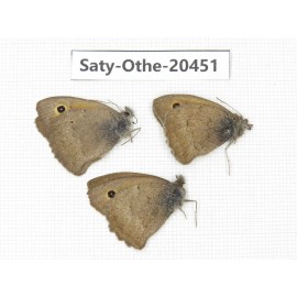 Hyponephele lycaon. China, Xinjiang, Buerjin, Hemu. 3M. Saty-Othe-20451.