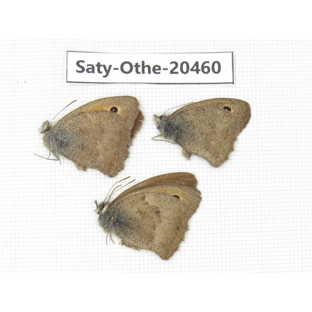 Hyponephele lycaon. China, Xinjiang, Buerjin, Hemu. 3M. Saty-Othe-20460.
