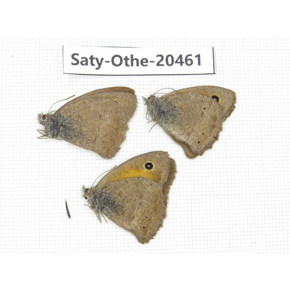 Hyponephele lycaon. China, Xinjiang, Buerjin, Hemu. 3M. Saty-Othe-20461.