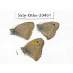 Hyponephele lycaon. China, Xinjiang, Buerjin, Hemu. 3M. Saty-Othe-20461.