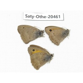 Hyponephele lycaon. China, Xinjiang, Buerjin, Hemu. 3M. Saty-Othe-20461.