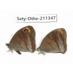 Callerebia polyphemus. China, Yunnan, Dali, Fengyi town. 2M. Saty-Othe-211347.