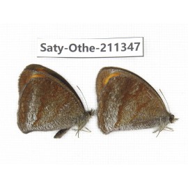 Callerebia polyphemus. China, Yunnan, Dali, Fengyi town. 2M. Saty-Othe-211347.