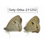Ypthima sp. China, Yunnan, Dali, Fengyi town. 2M. Saty-Othe-211252.