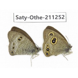 Ypthima sp. China, Yunnan, Dali, Fengyi town. 2M. Saty-Othe-211252.