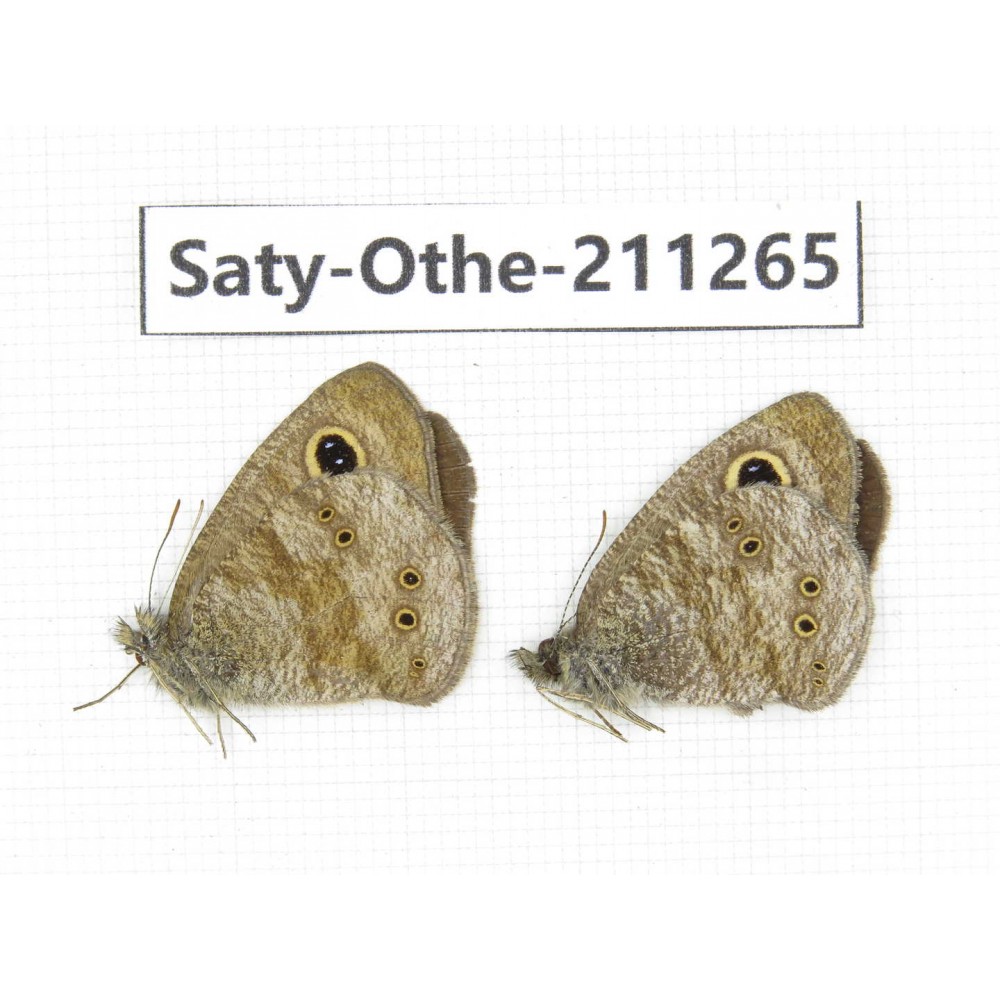 Ypthima sp. China, Yunnan, Dali, Fengyi town. 2M. Saty-Othe-211265.