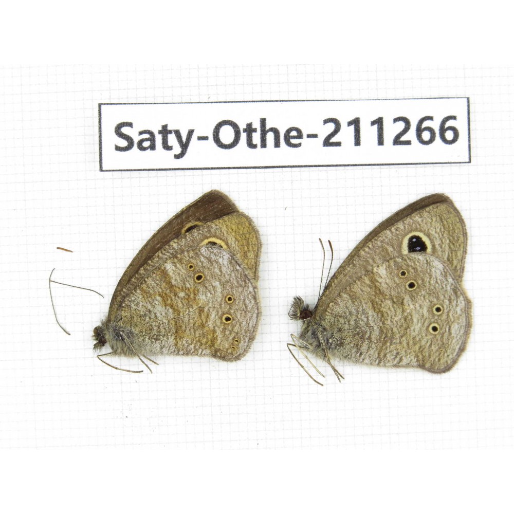 Ypthima sp. China, Yunnan, Dali, Fengyi town. 2M. Saty-Othe-211266.