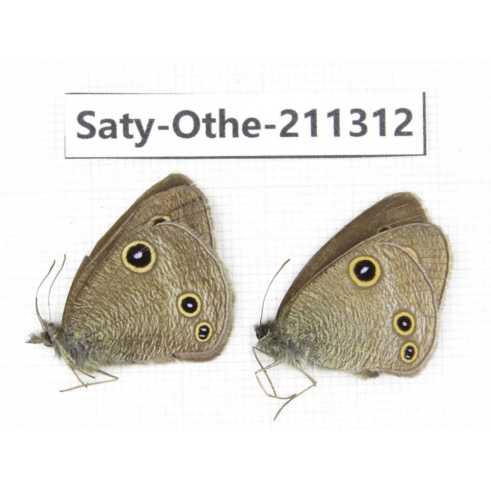 Ypthima sp. China, Yunnan, Dali, Fengyi town. 2M. Saty-Othe-211312.