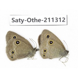 Ypthima sp. China, Yunnan, Dali, Fengyi town. 2M. Saty-Othe-211312.