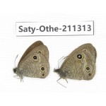 Ypthima sp. China, Yunnan, Dali, Fengyi town. 2M. Saty-Othe-211313.