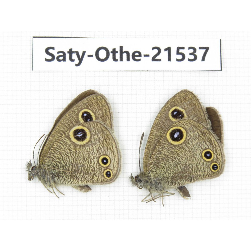 Ypthima confusa. China, Yunnan, Dali, Fengyi town. 2M. Saty-Othe-21537.