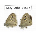 Ypthima confusa. China, Yunnan, Dali, Fengyi town. 2M. Saty-Othe-21537.