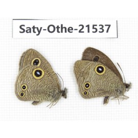 Ypthima confusa. China, Yunnan, Dali, Fengyi town. 2M. Saty-Othe-21537.