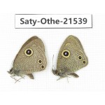 Ypthima confusa. China, Yunnan, Dali, Fengyi town. 2M. Saty-Othe-21539.