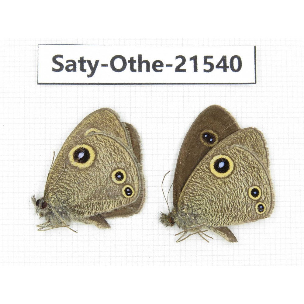 Ypthima confusa. China, Yunnan, Dali, Fengyi town. 2M. Saty-Othe-21540.