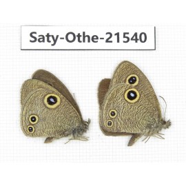 Ypthima confusa. China, Yunnan, Dali, Fengyi town. 2M. Saty-Othe-21540.
