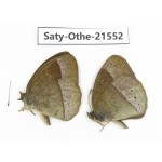 Mycalesis francisca. China, Yunnan, Dali, Fengyi town. 2M. Saty-Othe-21552.