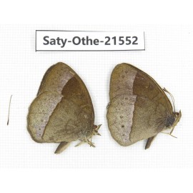 Mycalesis francisca. China, Yunnan, Dali, Fengyi town. 2M. Saty-Othe-21552.