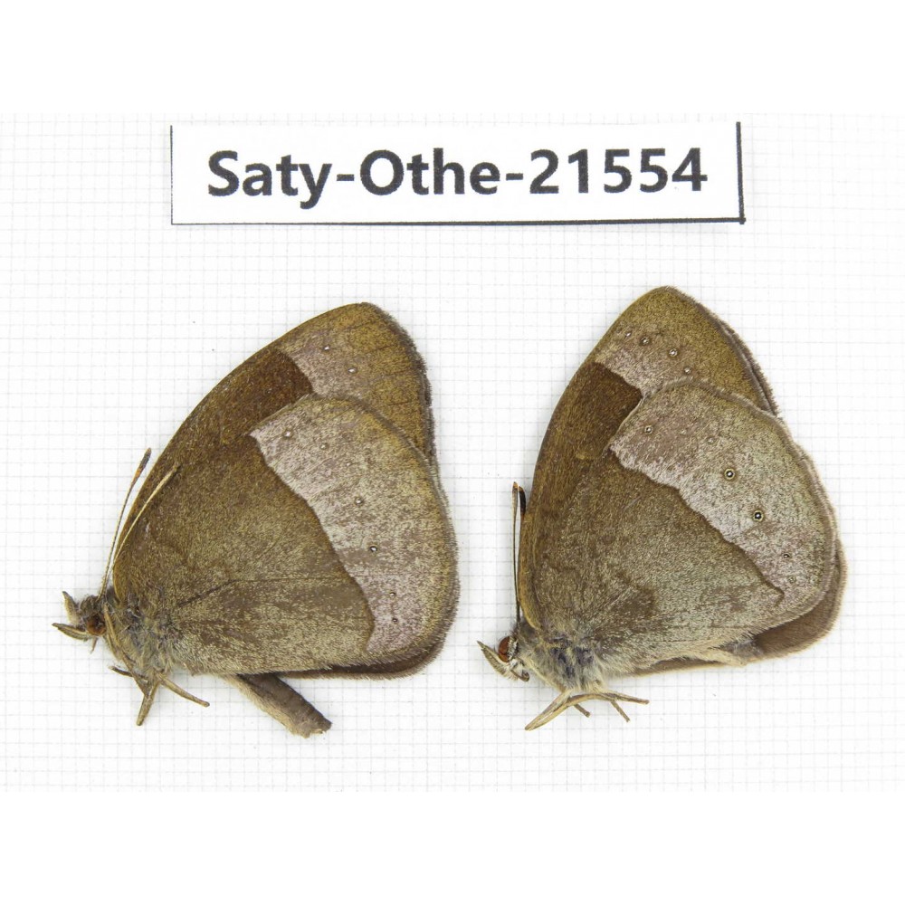 Mycalesis francisca. China, Yunnan, Dali, Fengyi town. 2M. Saty-Othe-21554.